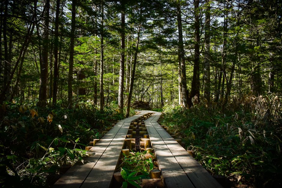 Discover the Hidden Trails: Japan’s Top Hiking Adventures Await